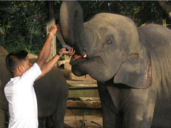 Work at an Elephant Orphanage near Colombo