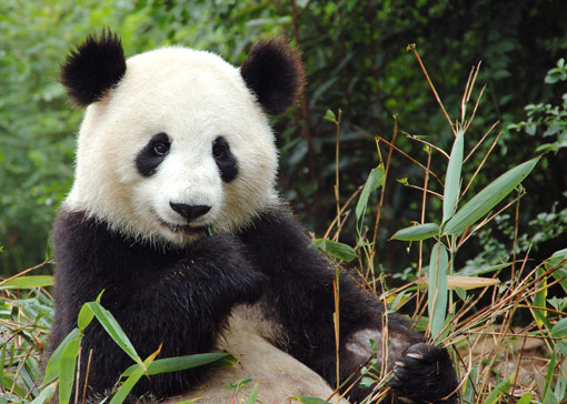Volunteer with Pandas in China