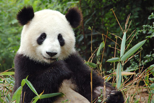 Volunteer with Pandas in China