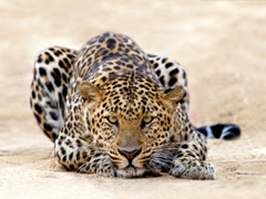 Volunteer Adventure Trips In Africa