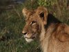 Antelope Park Lion Rehabilitation Program in Zimbabwe
