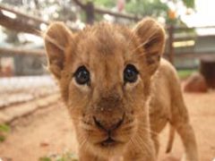 Gap Year Volunteer Trips Abroad