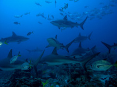 Caribbean Gap Year Scuba Holiday