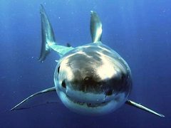 Shark Conservation Gap Year Volunteer Programs