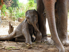 Gap Year Volunteering with Elephants in Thailand