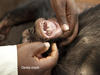 Charity Travel: Cameroon Wildlife Aid Fund – CWAF and Ape Action Africa 