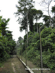 Conservation Programs in Cameroon, Africa