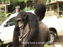 Africa: Ape & Gorillas Conservation Volunteer Programs in Cameroon