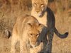 Lion Rehabilitation Project - Zambia