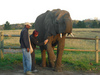 African Elephant Conservation and Care