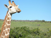 Big 5 Animal Reserve Volunteer, South Africa