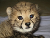Cheetah Conservation Projects in South Africa