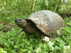 Galapagos Conservation Projects Ecuador