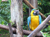Rainforest Animal Rehabilitation Centre Volunteer Projects Ecuador