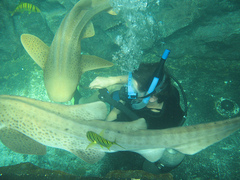 Royal Sea Sanctuary Conservation Project Thailand