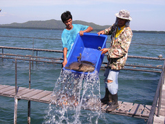 Royal Sea Sanctuary Conservation Project Thailand