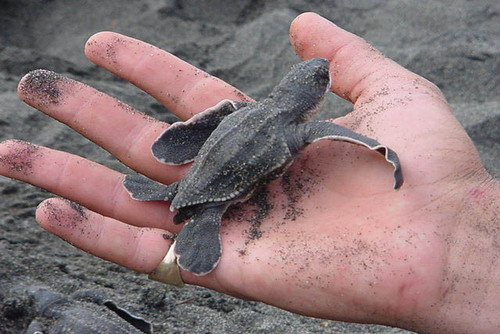 Volunteer with Sea Turtles in Costa Rica