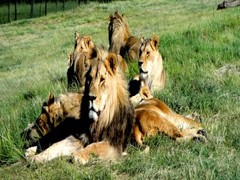 Holidays with a Difference: South Africa Lion Conservation Projects