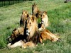 Holidays with a Difference: South Africa Lion Conservation Projects