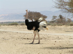 Wildlife Animal Conservation Projects in Israel