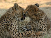 Volunteer with Cheetahs at a Wildlife Sanctuary in Namibia