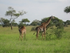 Volunteer Project and Safaris Adventure in Tanzania with micatz