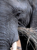 Wildlife Photography Workshop Zimbabwe, Zambezi Valley