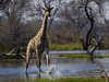 Wildlife Photography, Okavango Delta,  Moremi Game Reserve and the Khwai Concession, Botswana