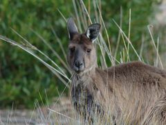 Australia Wildlife Sanctuary Volunteers - Kangaroo Island