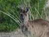 Australia Wildlife Sanctuary Volunteers - Kangaroo Island