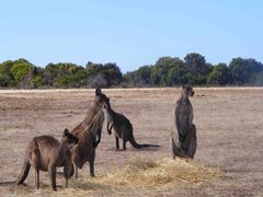 Australia Wildlife Sanctuary Volunteers - Kangaroo Island