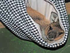 Australia Wildlife Sanctuary Volunteers - Kangaroo Island