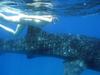 Mozambique Whale Shark Conservation