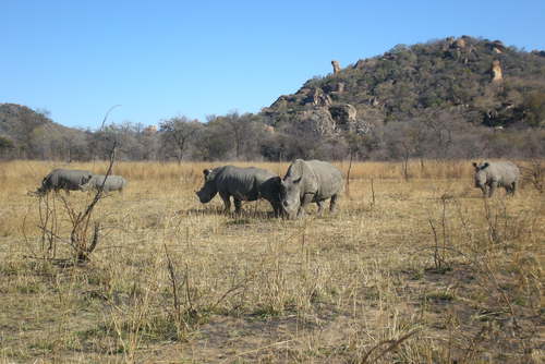 Zimbabwe rhinos