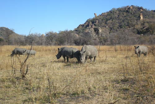Rhino Trekking in Zimbabwe