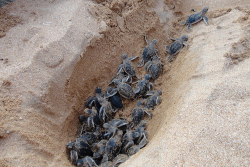 Baby turtles hatching on beach