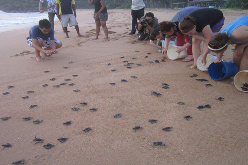 Volunteer with Sea Turtles