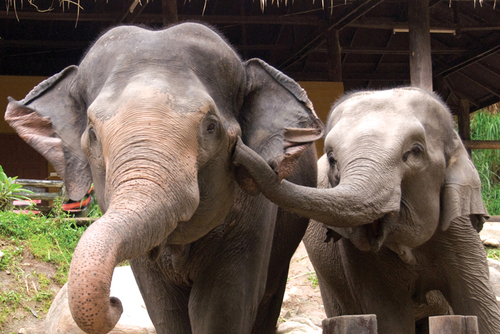 Volunteer with Elephants