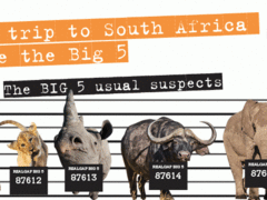 Win a Wildlife Holiday in South Africa