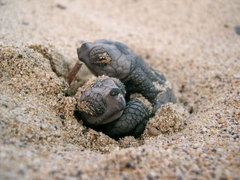Greece Turtle Conservation Project