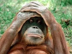 Borneo: Orangutans, Jungles + Tropical Islands