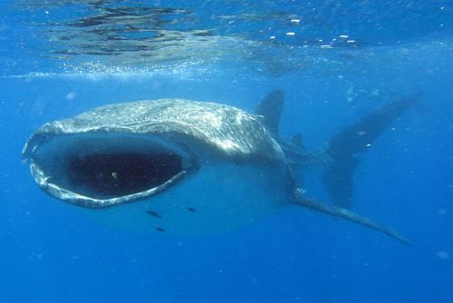 Best Places and Times of Year to Swim with Whale Sharks