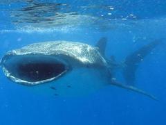 Best Places and Times of Year to Swim with Whale Sharks