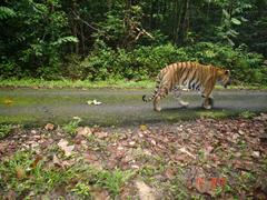 Tiger and Wildlife Conservation Project in Malaysia