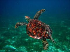 Sea Turtle Conservation Projects in the Maldives
