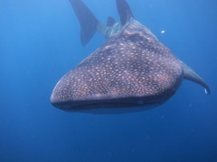 Scuba Diving + Whale Shark Expeditions in the Caribbean