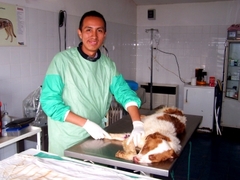 Veterinary Internships Abroad
