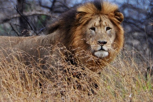 Wild lion Africa