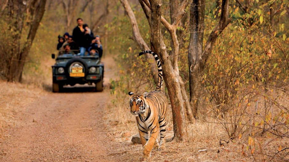 Best Wildlife Destinations to Visit in India