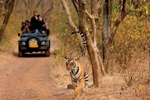 Best Wildlife Destinations to Visit in India